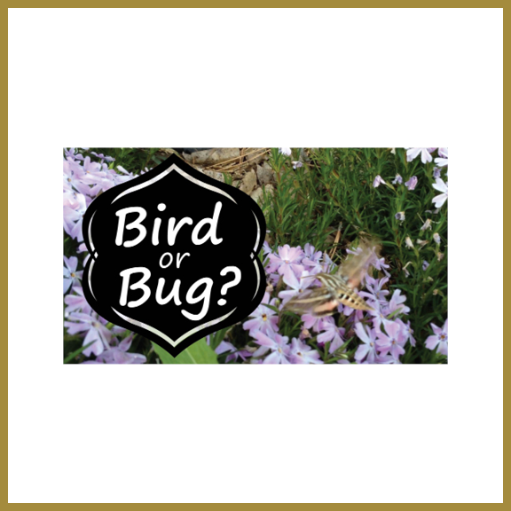video for hummingbird moth ©2019 Susan Hill